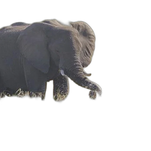 animal, creature, hair, staff transparent PNG cut-out