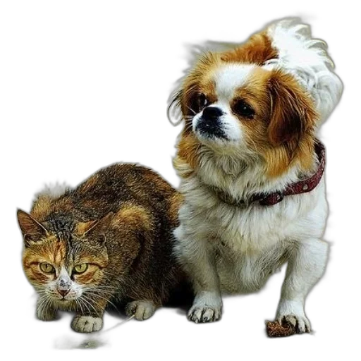 animal, staff, creature, crown transparent PNG cut-out