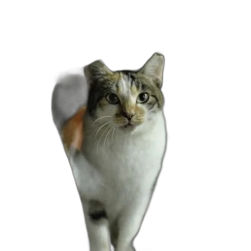 staff, animal, creature, shoes transparent PNG cut-out