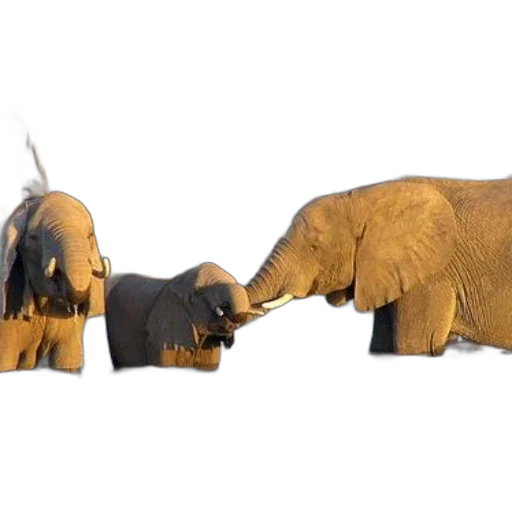animal, 3d render, concept art, photorealistic transparent PNG cut-out