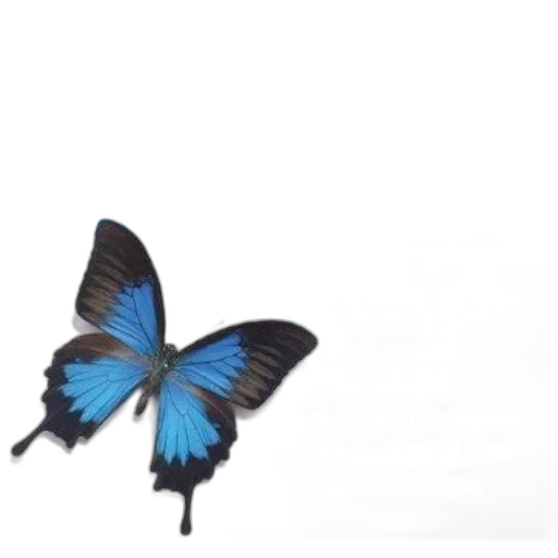 animal, jewelry, flower, creature transparent PNG cut-out