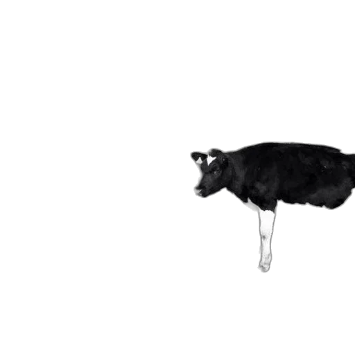 animal, creature, umbrella, shoes transparent PNG cut-out