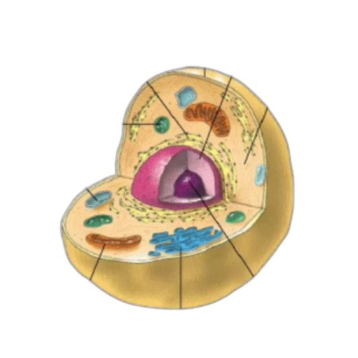 jewelry, umbrella, crown, hat transparent PNG cut-out