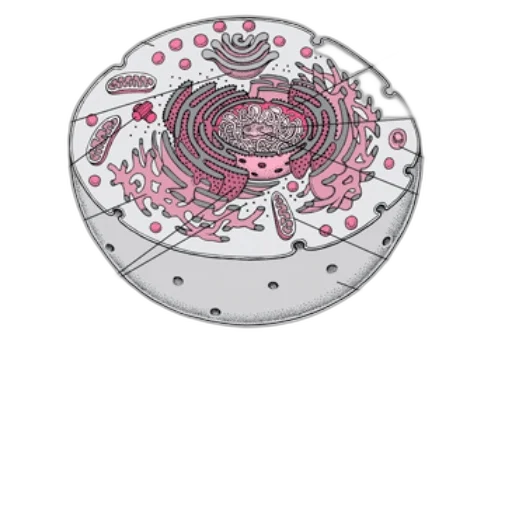 jewelry, crown, flower, umbrella transparent PNG cut-out