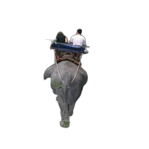 animal, hat, umbrella, staff transparent PNG cut-out