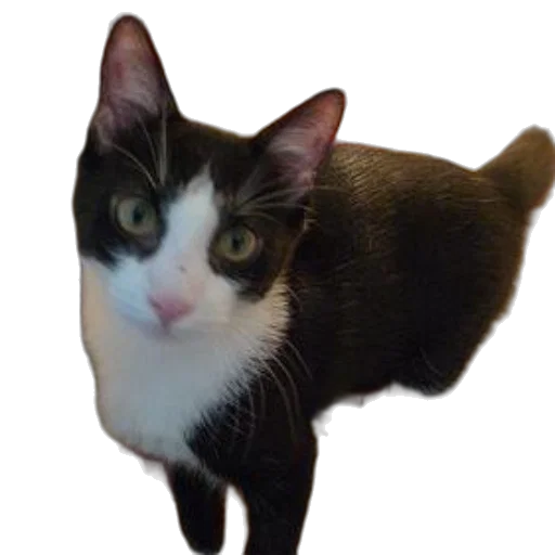 animal, staff, creature, face transparent PNG cut-out