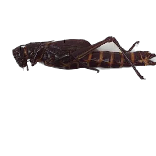 animal, creature, staff, dragon transparent PNG cut-out
