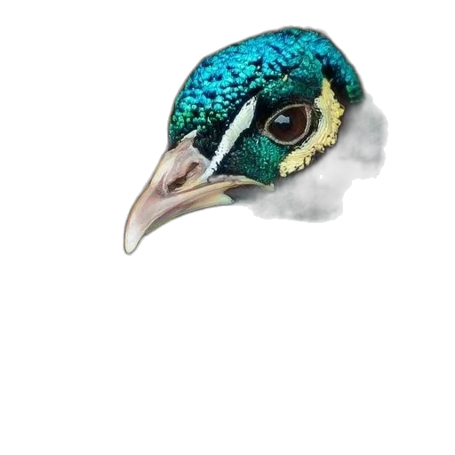 animal, mask, jewelry, creature transparent PNG cut-out