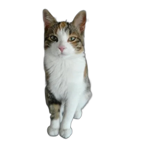 animal, staff, creature, face transparent PNG cut-out