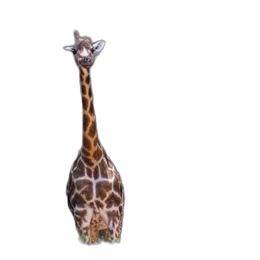 animal, creature, umbrella, staff transparent PNG cut-out
