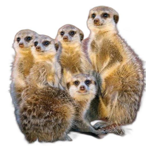 animal, staff, creature, crown transparent PNG cut-out