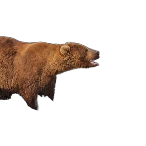 animal, creature, food, concept art transparent PNG cut-out