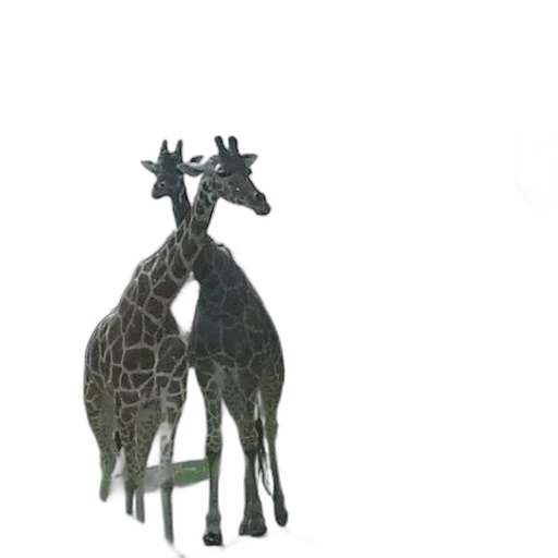 crown, animal, furniture, jewelry transparent PNG cut-out