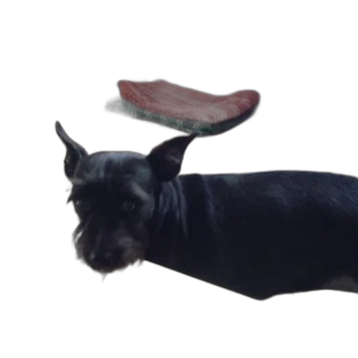 shoes, animal, creature, food transparent PNG cut-out