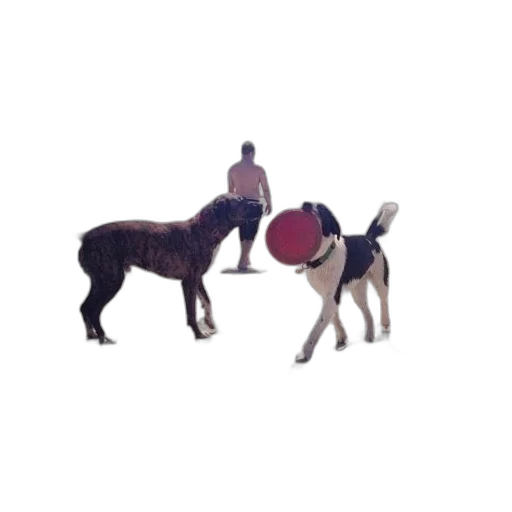 animal, staff, creature, hat transparent PNG cut-out