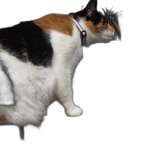 animal, creature, staff, hat transparent PNG cut-out