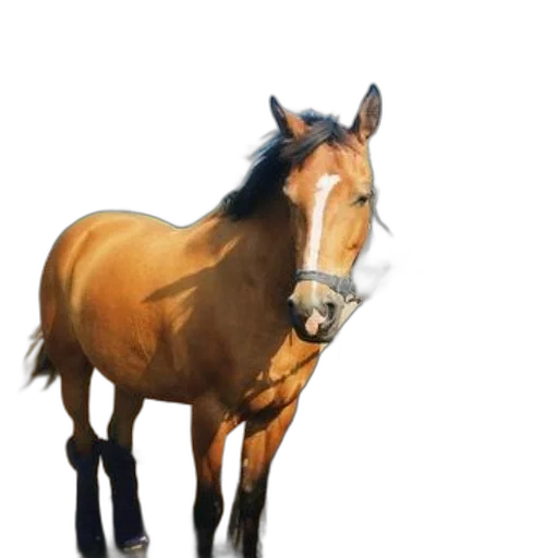 animal, creature, staff, hat transparent PNG cut-out