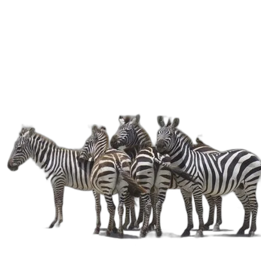 animal, creature, furniture, staff transparent PNG cut-out
