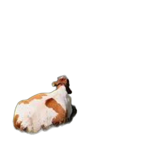animal, food, creature, weapon transparent PNG cut-out