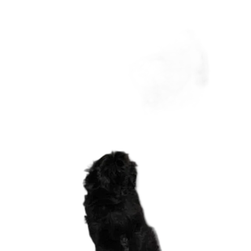 animal, staff, creature, face transparent PNG cut-out