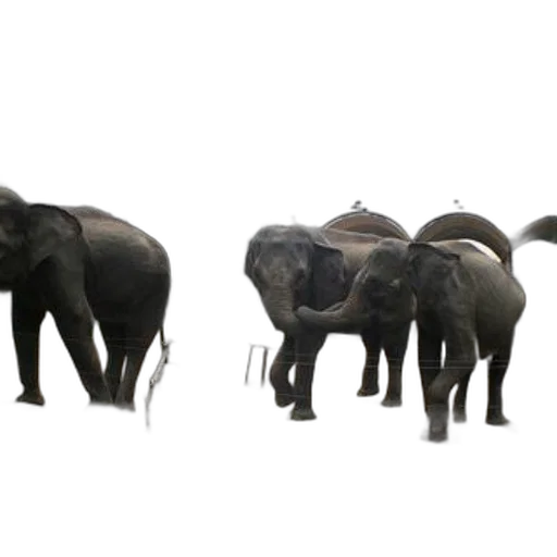 animal, 3d render, concept art, photorealistic transparent PNG cut-out
