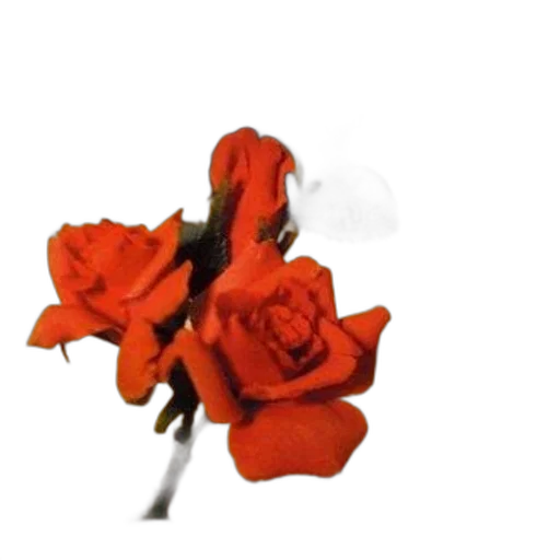 flower, crown, jewelry, weapon transparent PNG cut-out