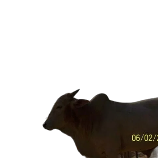 animal, creature, staff, weapon transparent PNG cut-out