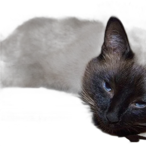 animal, creature, staff, face transparent PNG cut-out