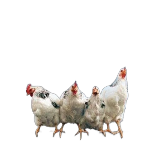 animal, food, weapon, shoes transparent PNG cut-out