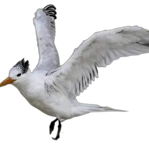 animal, staff, creature, weapon transparent PNG cut-out
