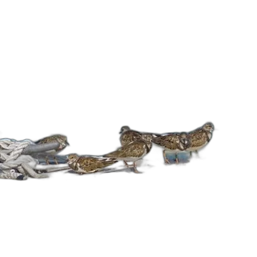 jewelry, crown, staff, sword transparent PNG cut-out