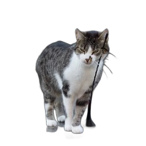 animal, staff, creature, weapon transparent PNG cut-out