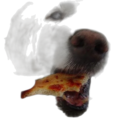 animal, food, creature, face transparent PNG cut-out