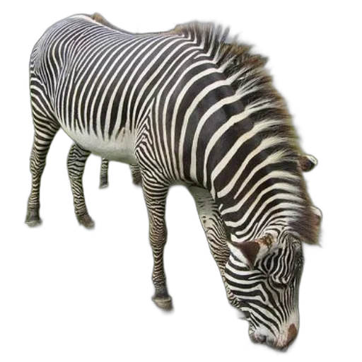 animal, creature, staff, hat transparent PNG cut-out