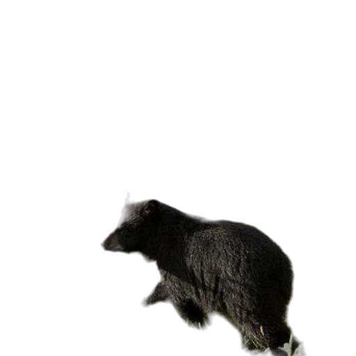 animal, creature, hair, staff transparent PNG cut-out