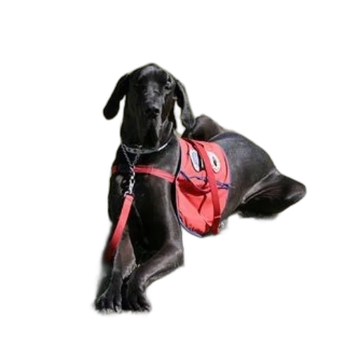 staff, black, dog, wearing transparent PNG cut-out