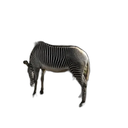animal, creature, furniture, robot transparent PNG cut-out