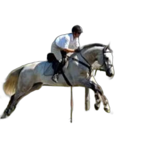 staff, animal, photorealistic, rider transparent PNG cut-out