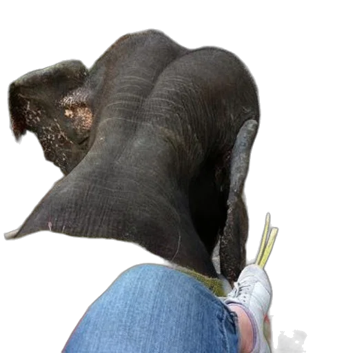 hat, animal, staff, creature transparent PNG cut-out