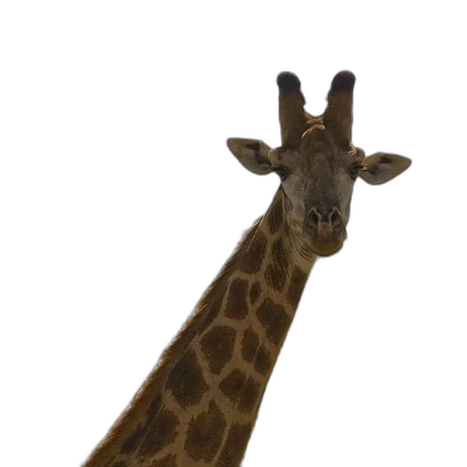 animal, creature, staff, face transparent PNG cut-out