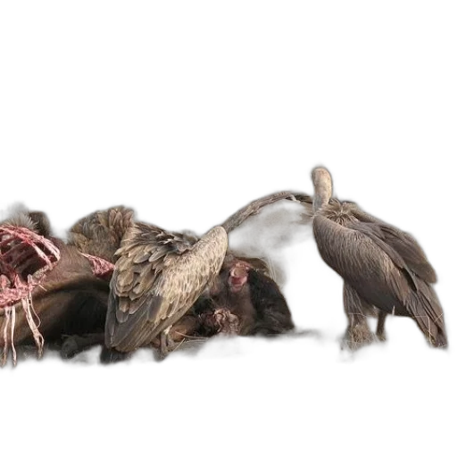 hair, food, animal, creature transparent PNG cut-out