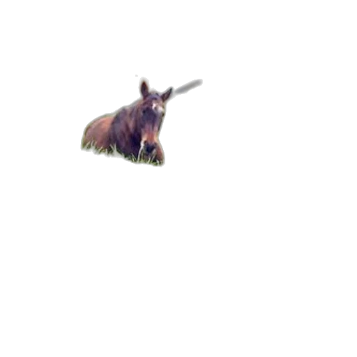 animal, creature, dragon, hair transparent PNG cut-out
