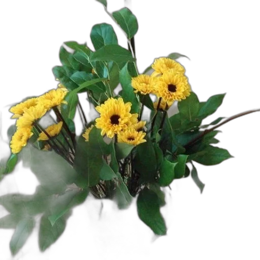 crown, flower, photorealistic, 3d render transparent PNG cut-out