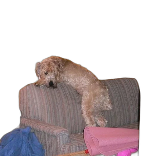 furniture, animal, creature, staff transparent PNG cut-out