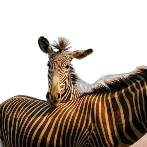 animal, creature, hair, hat transparent PNG cut-out