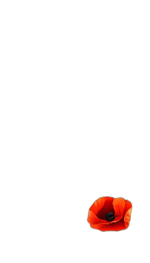 shoes, food, flower, robot transparent PNG cut-out