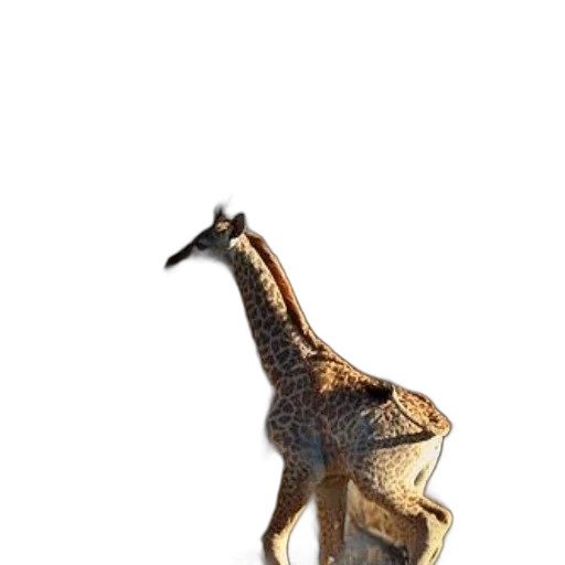 animal, dragon, creature, staff transparent PNG cut-out