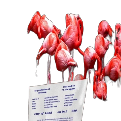 group, flamingos, piece, paper transparent PNG cut-out