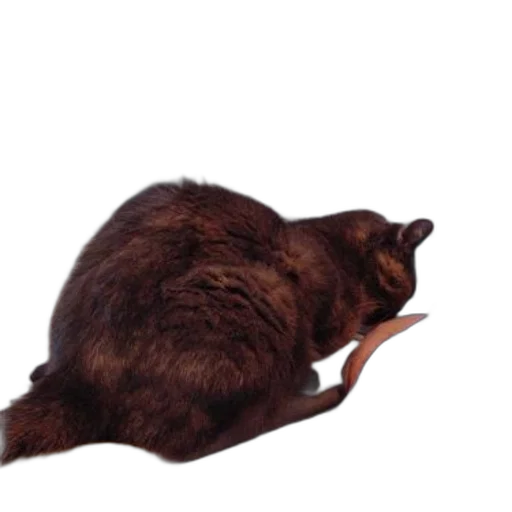 animal, creature, staff, hair transparent PNG cut-out