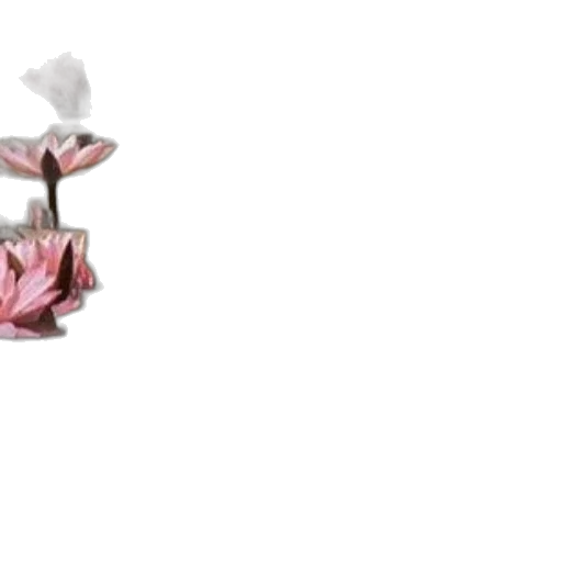 flower, crown, jewelry, hat transparent PNG cut-out